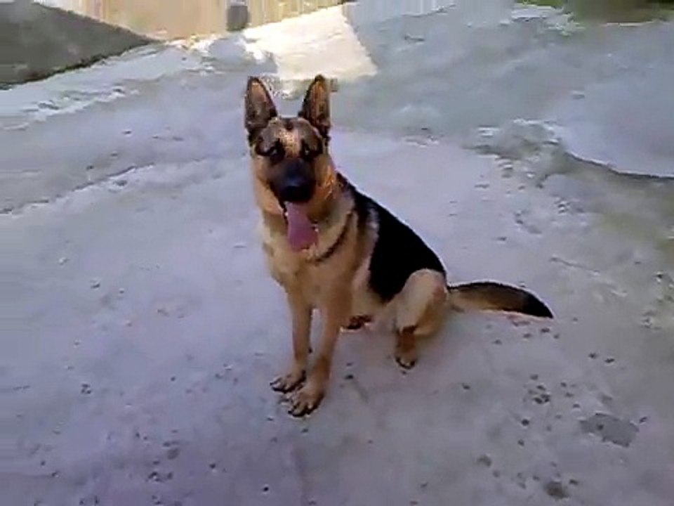 Alman çoban köpeği Sharon K9
