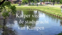 Karper vissen HD