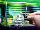 sharky the hamster drinks milk