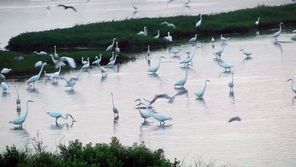鰲鼓濕地黑腹浮鷗轟炸機秀-嘉義縣東石鄉-洪惠璟攝-20120606