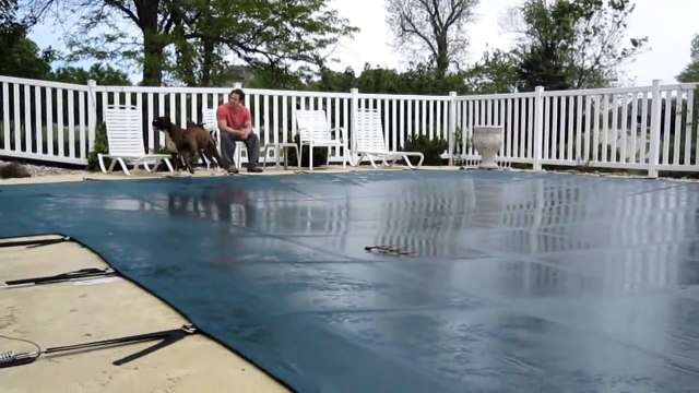 Boxers on Pool Cover Playing! ( Brock the Boxer Dog )