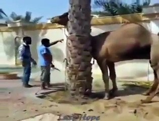 camal slautry 2. must watch hy ont aadmi ko mu k sath uthata hy.dekhye is video main.