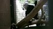 Black & white ruffed lemur babies - Sacramento Zoo