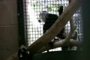 Black & white ruffed lemur babies - Sacramento Zoo