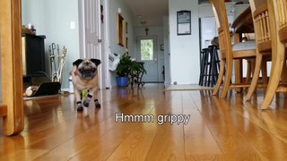Senior Pug vs Dog Socks