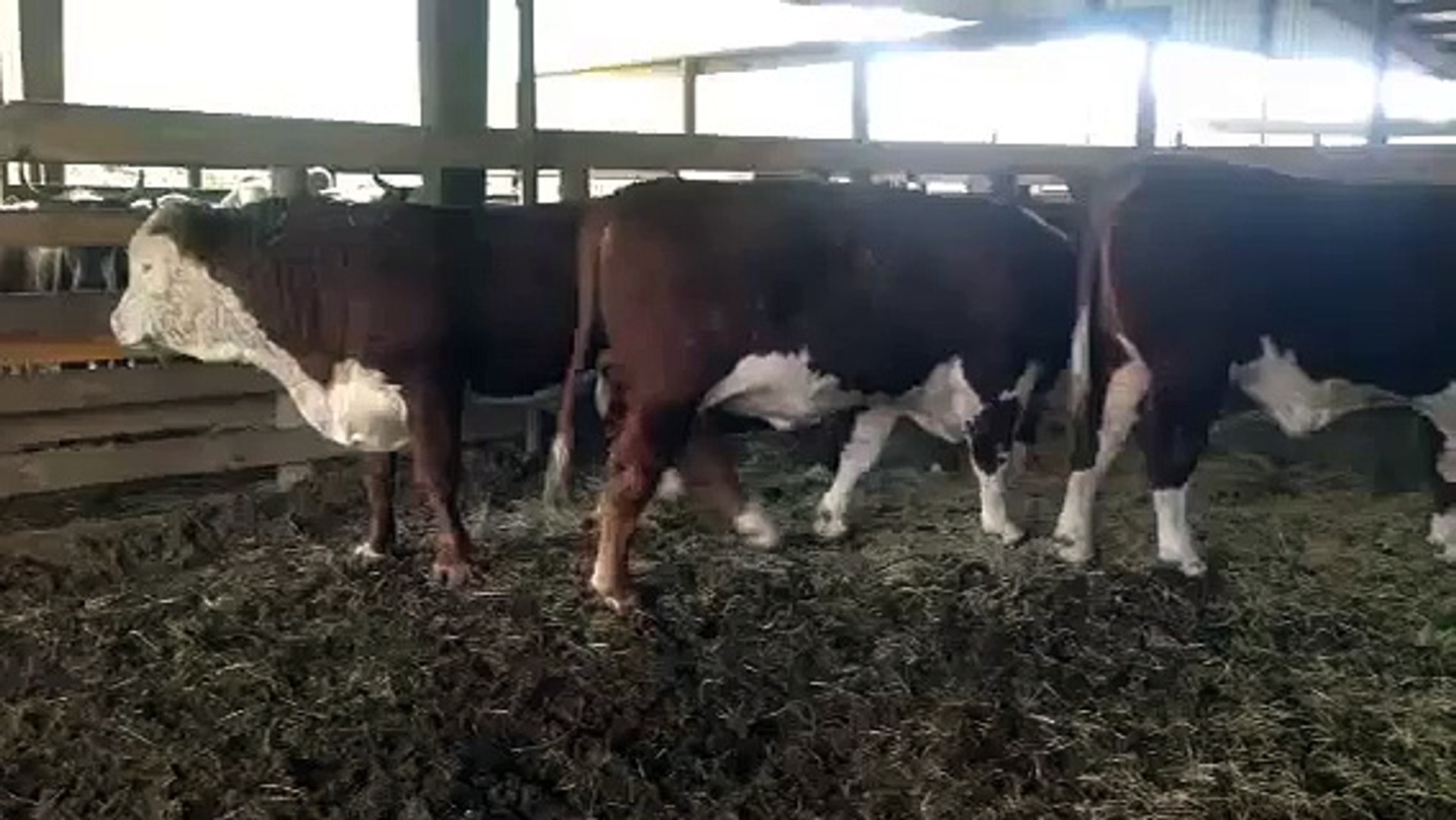 ⁣4 powerful Horned hereford bulls rests to work!