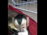 Loving monkey bonds with newborn puppies