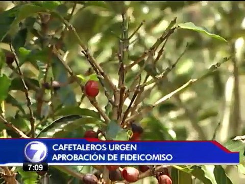 Cafetaleros podr�an ir a las calles para pedir fideicomiso contra la roya �