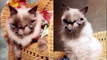 Alle Cat Bilder – Funny Pictures Of Haustiere