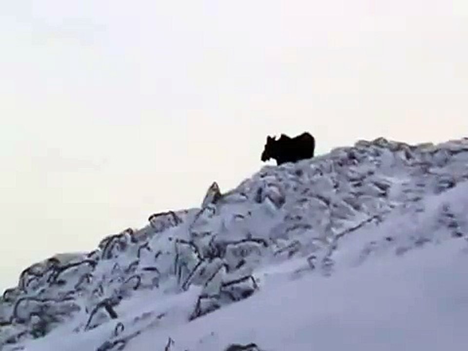 Moose on Mountain Washington 12-22-06