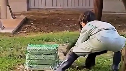 NOVA: APE GENIUS - Discovery Animals Documentary FULL 2015 HD