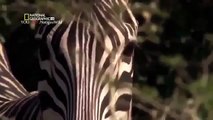 Animal Planet 2015 Discovery Channel Wildlife Animals Lion Documentary 720 HD