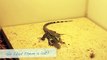 Baby Tegu Eating Its First Crickets [Repidemic]