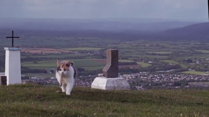 Blind Cat Stevie Climbs a Mountain