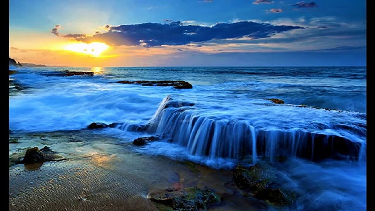 Top 10 Biggest Sea Animals of All Time