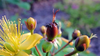 Nature macro video 1080p / Nikon Coolpix P600
