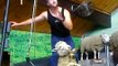 NZ - Rotorua Agrodome Sheep show