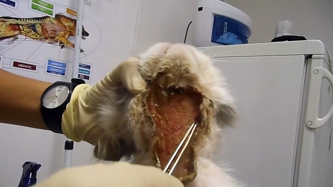 Домашний породистый кот-опарыши в ране...запустила "хозяйка"...