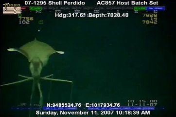Deep-sea squid (Magnapinna sp.)