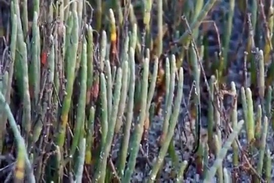 Salt Marshes of Florida, why we must protect them from the oil