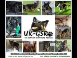 uk german shepherd rescue