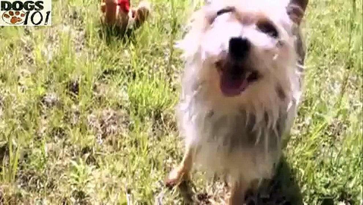DOGS 101 - Chorkie [ENG]