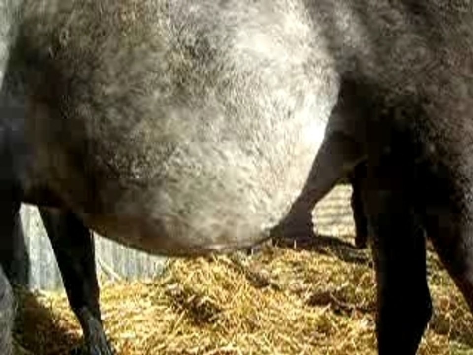 poulain qui bouge dans le ventre