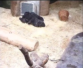 Zastaveníčko u Biki.