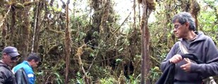 Seguimiento al Oso de Anteojos - Corpoguavio, Comprometidos por Naturaleza