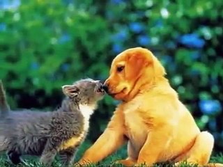 NON A L'ABANDON D'ANIMAUX POUR LES VACANCES