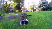 One Frisky Cat and Two Cute Baby Skunks 2 by Suburban Wildlife Control - 1 Funny Kitty