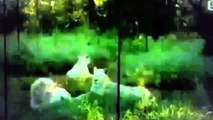 National Geographic Wild 2014 Royal Family White Lions Roar Full Documentary Wildlife HD