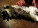 Fat, Lazy Ragdoll Kitten - Cat Flops Around and Slaps Camera - CUTE!!!