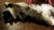 Fat, Lazy Ragdoll Kitten - Cat Flops Around and Slaps Camera - CUTE!!!