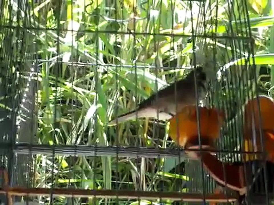 Meu Coleira de Canto Tui-Tui  Zero-Zero...