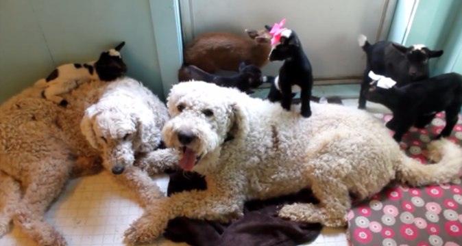 Goats, Dogs and Chicks Live in Happy Harmony