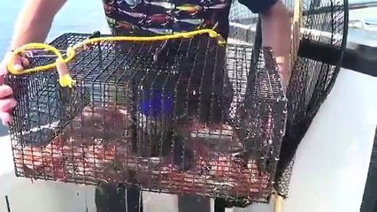 Homemade Prawn Trap video - Prawn Fishing BC Canada