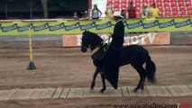 TORMENTO DE LA VIRGINIA JEFE DE RAZA PASO  FINO COLOMBIANO GIRARDOT 2012