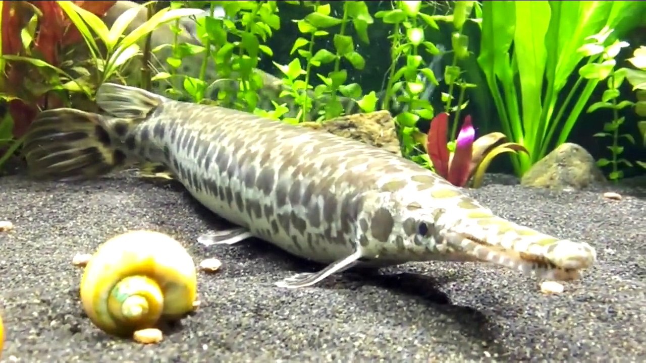 big Spotted Gar eating Hikari carnivore pellets