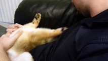 Silly Pabu the Shiba Inu Puppy!