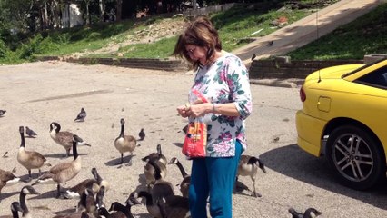 Feeding The Geese And Ducks.