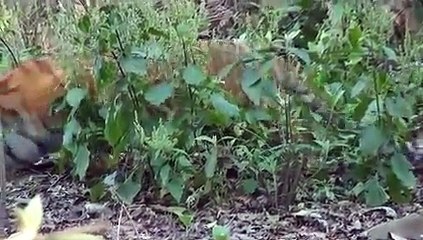 Jim Corbett National Park