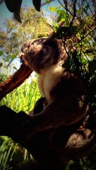 WILD LIFE Sydney Zoo Koala Scratch