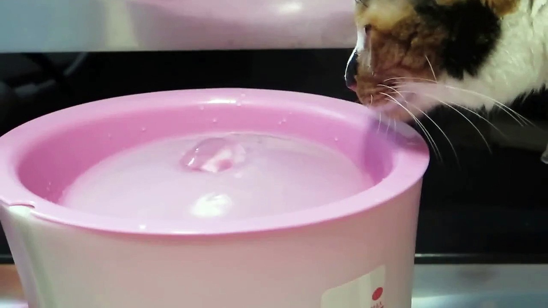 ⁣初めての自動水やり、ジェックス ピュアクリスタル複数飼育猫用