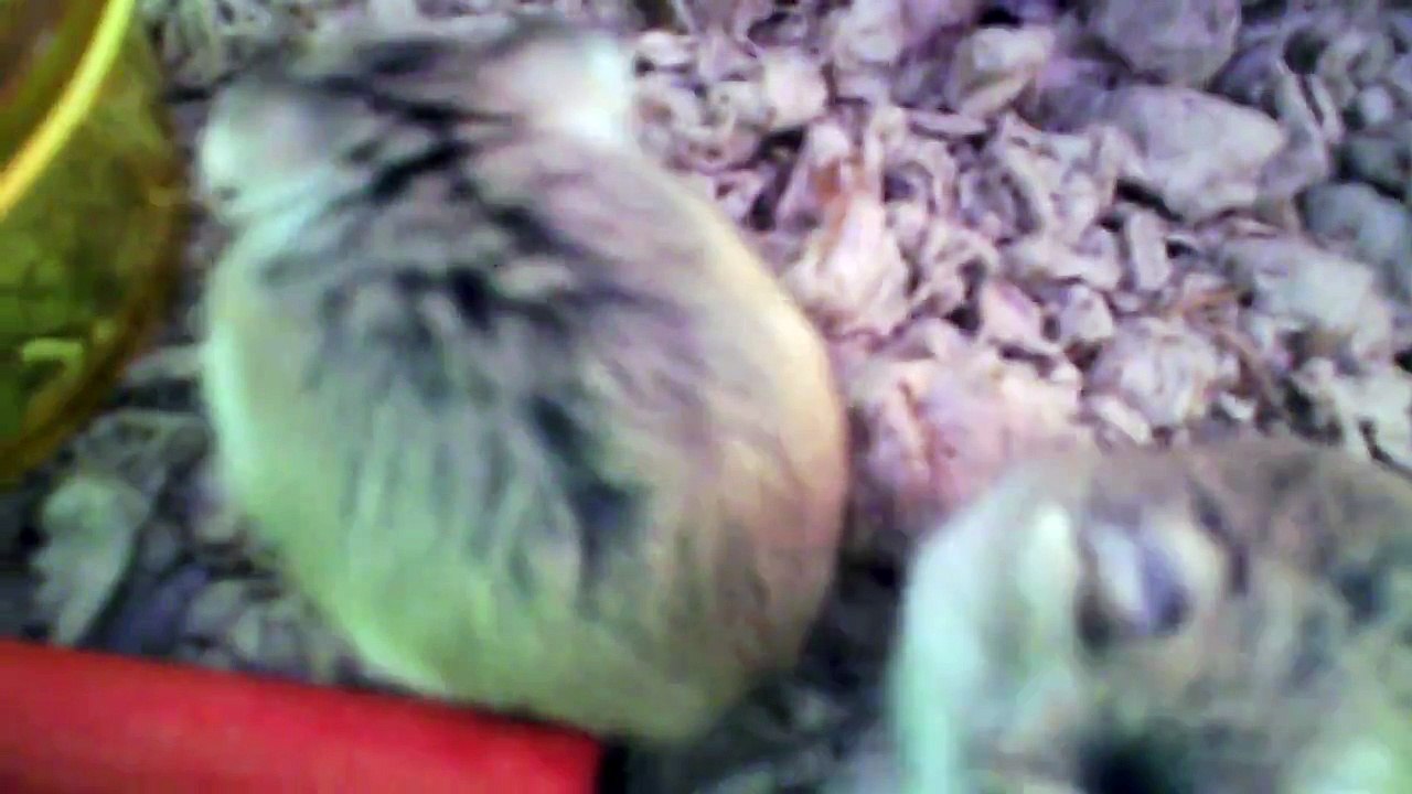 Robo Dwarf Hamsters Play Fighting