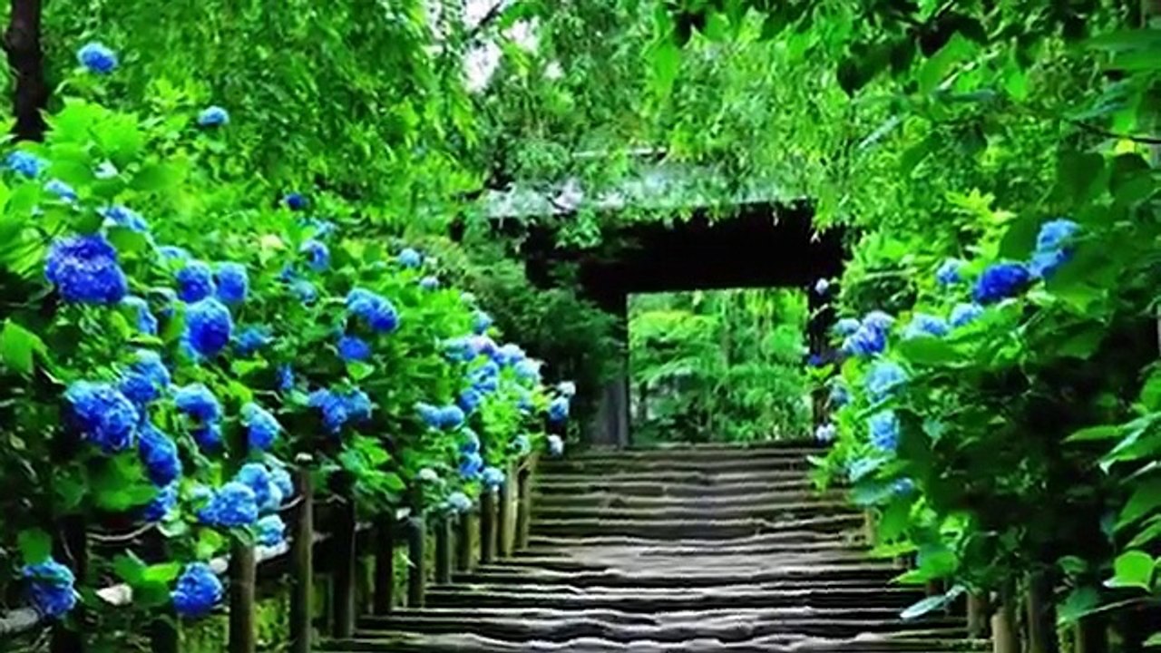 Nature's song