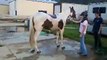 me washing my horse after a day of trail riding!