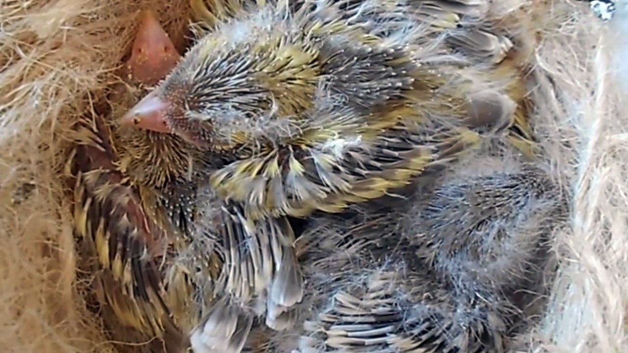 Canarini: Agata Topazio Giallo Mosaico, Agata Giallo Mosaico, Agata Rosso Mosaico. Cova 2015