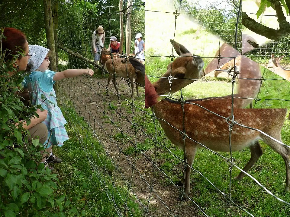 le sentier des daims