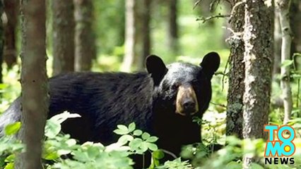 دب يأكل جثة رجل مات بسبب سكتة قلبية